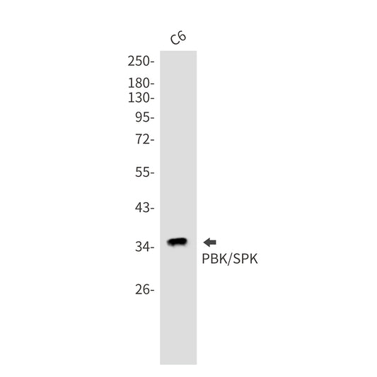 PBK Rabbit Monoclonal Antibody
