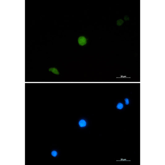 PELP1 Rabbit Monoclonal Antibody