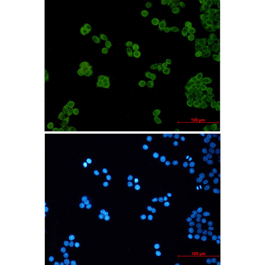 PEN2 Rabbit Monoclonal Antibody