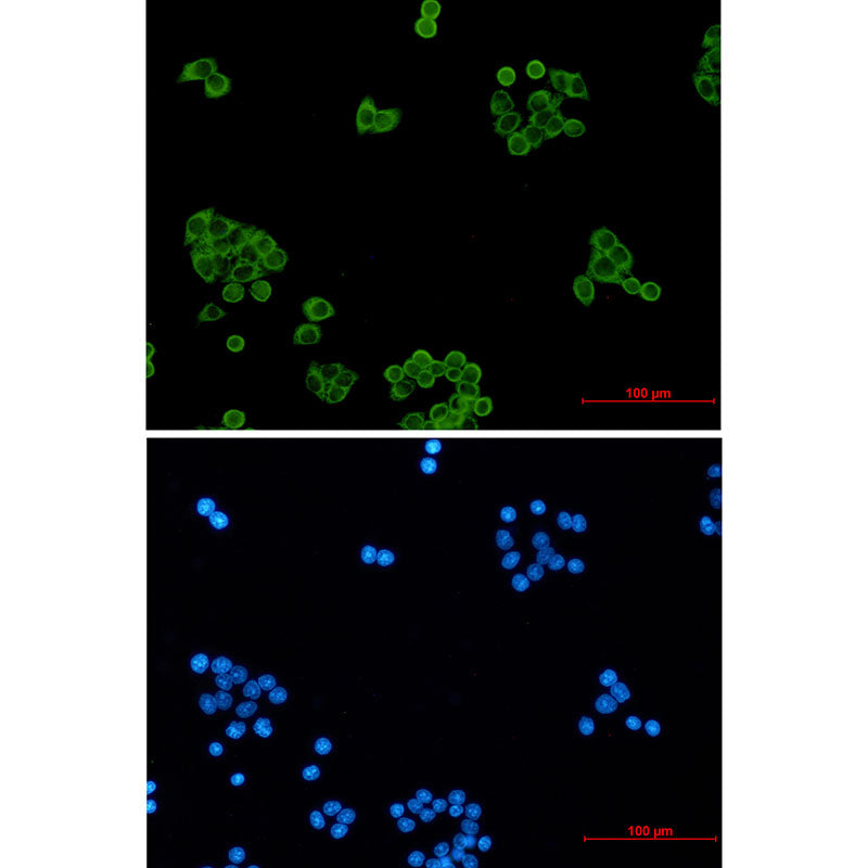 Peroxiredoxin 1 Rabbit Monoclonal Antibody