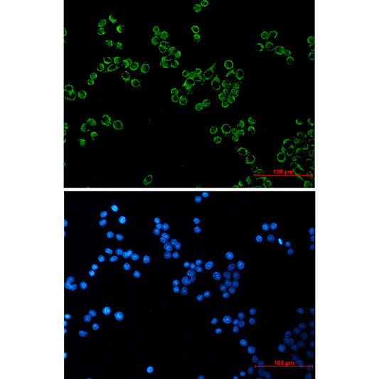 Peroxiredoxin 3 Rabbit Monoclonal Antibody