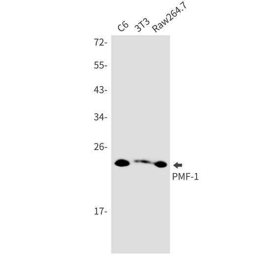 PMF 1 Rabbit Monoclonal Antibody