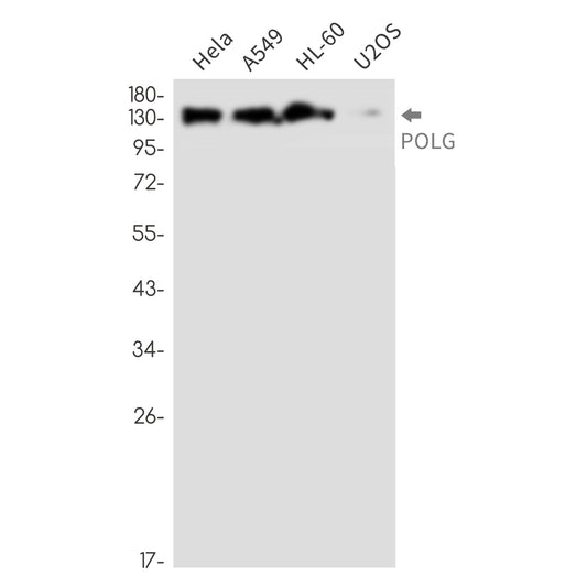 POLG Rabbit Monoclonal Antibody