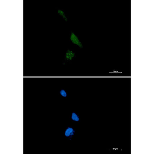 PPCEL Rabbit Monoclonal Antibody