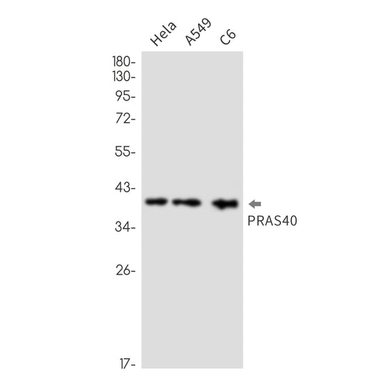 PRAS40 Rabbit Monoclonal Antibody
