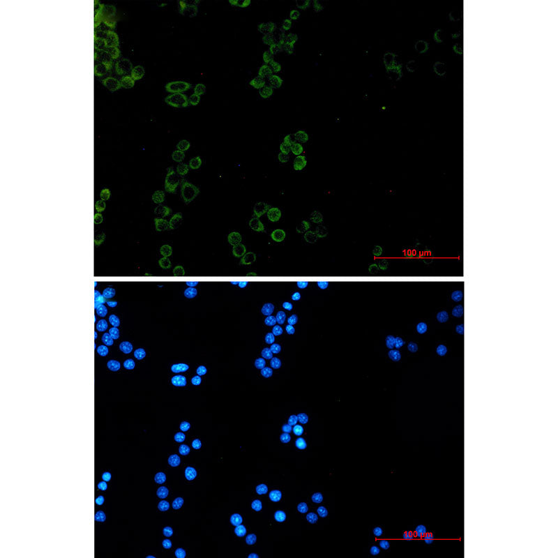 Prohibitin Rabbit Monoclonal Antibody