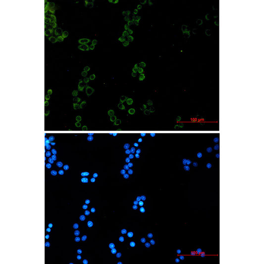 Prohibitin Rabbit Monoclonal Antibody