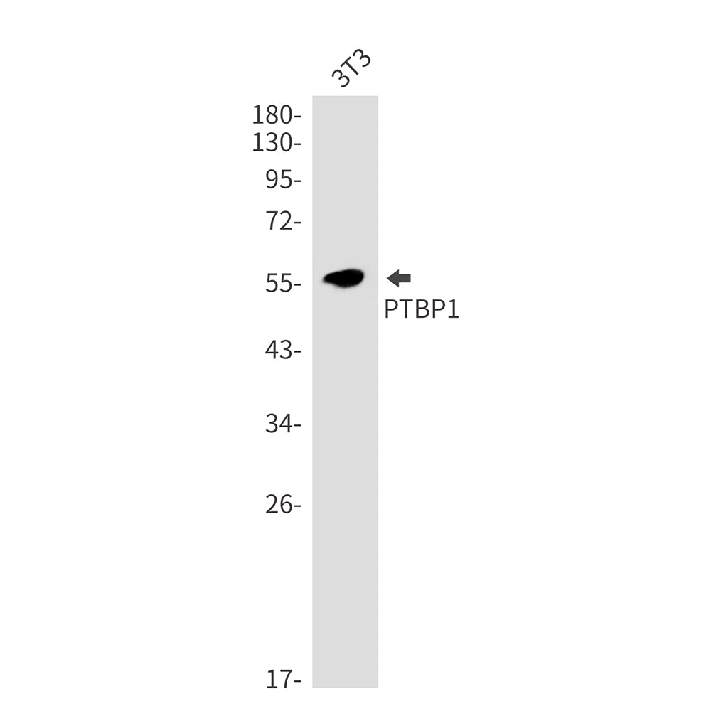 PTBP1 Rabbit Monoclonal Antibody