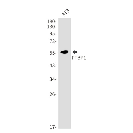 PTBP1 Rabbit Monoclonal Antibody