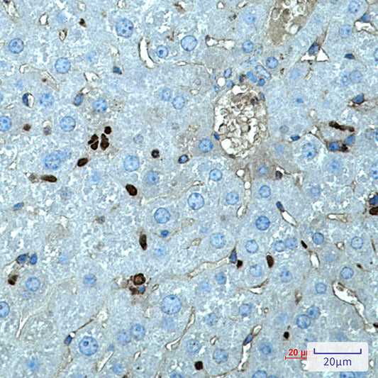 SPI1 Rabbit Monoclonal Antibody