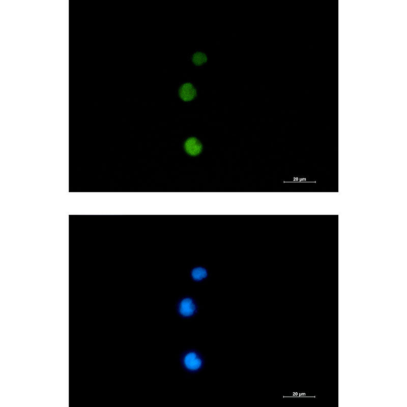 Rad51 Rabbit Monoclonal Antibody