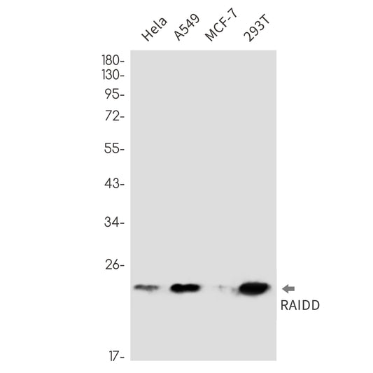RAIDD Rabbit Monoclonal Antibody