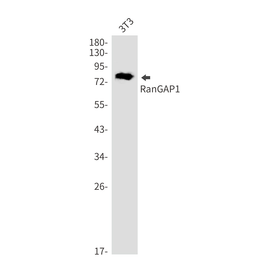 RanGAP1 Rabbit Monoclonal Antibody