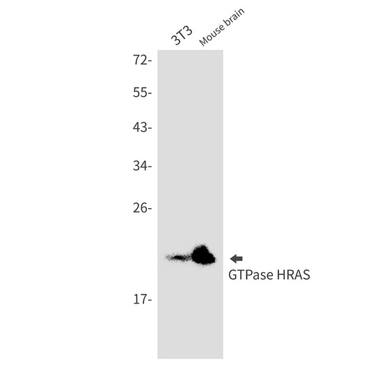 GTPase HRAS Rabbit Monoclonal Antibody