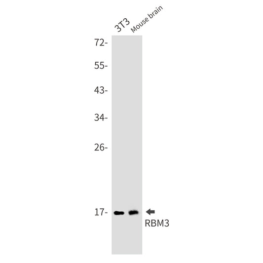 RBM3 Rabbit Monoclonal Antibody