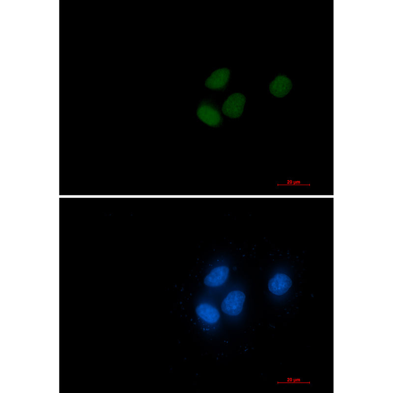 RCC1 Rabbit Monoclonal Antibody
