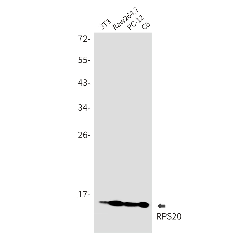 RPS20 Rabbit Monoclonal Antibody