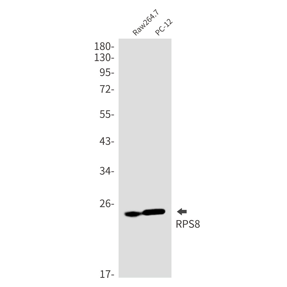 RPS8 Rabbit Monoclonal Antibody