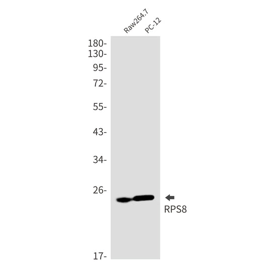 RPS8 Rabbit Monoclonal Antibody