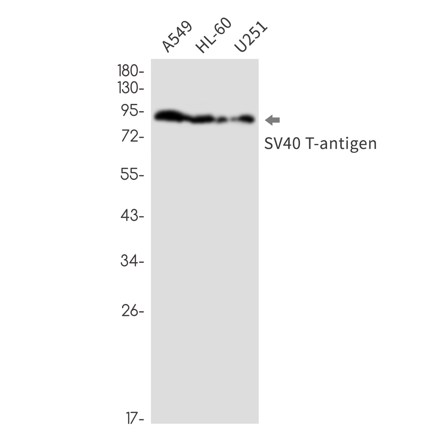 SV40 T Antigen Rabbit Monoclonal Antibody