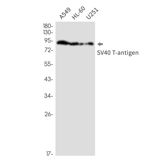 SV40 T Antigen Rabbit Monoclonal Antibody
