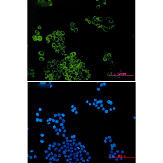 Dynein Light Chain Tctex Type 1 Rabbit Monoclonal Antibody