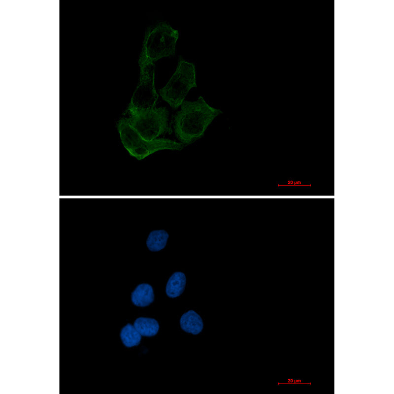 Transcription Factor EB Rabbit Monoclonal Antibody