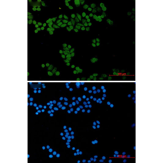 General Transcription Factor II I Rabbit Monoclonal Antibody
