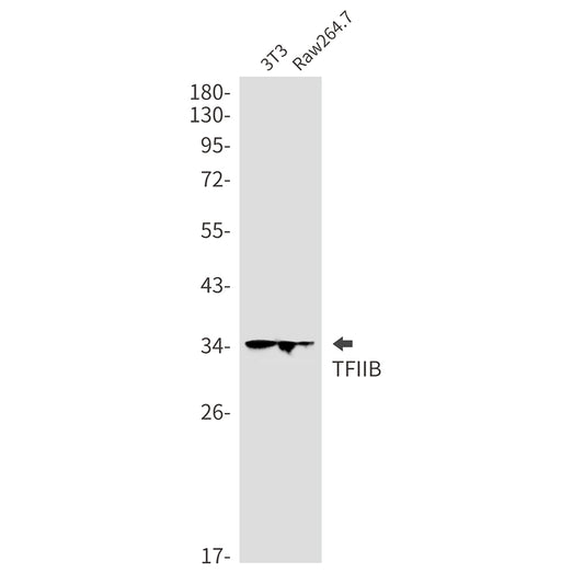 Transcription Initiation Factor IIB Rabbit Monoclonal Antibody