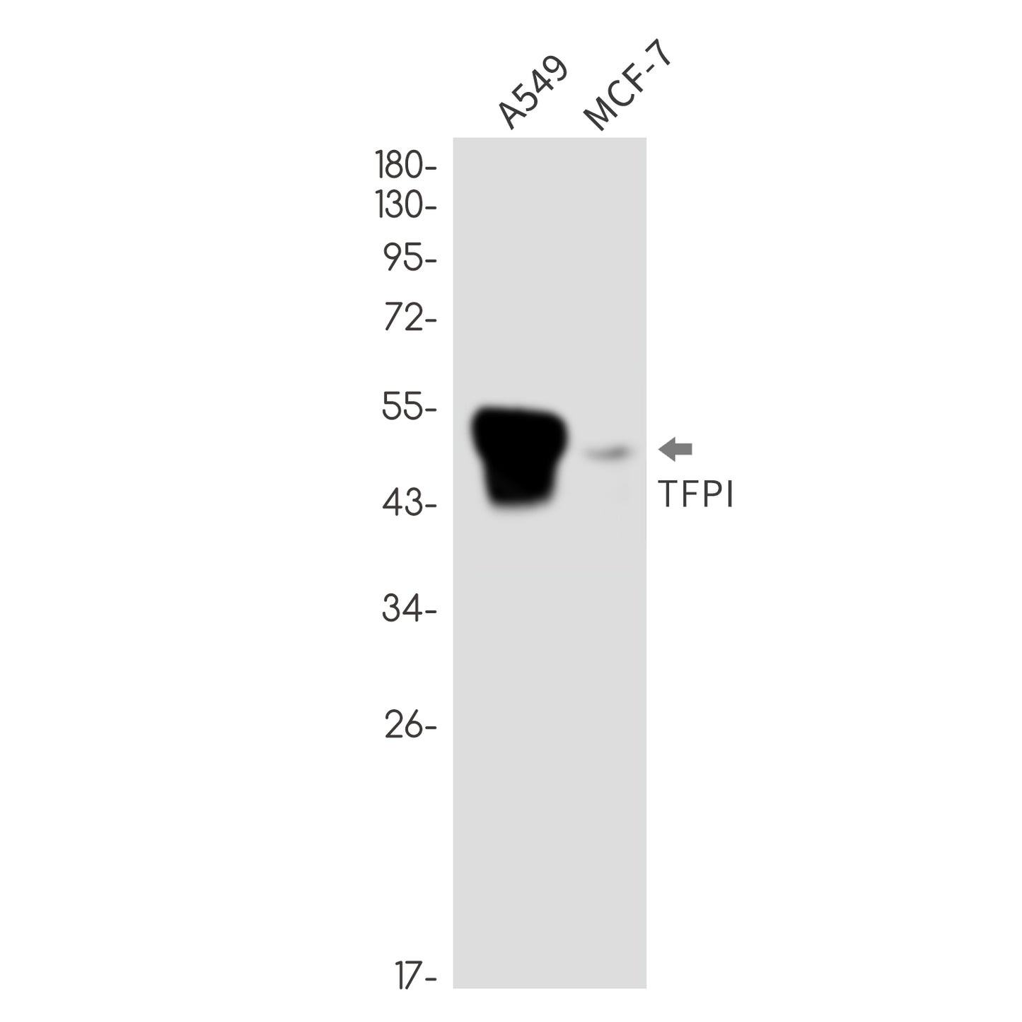 Tissue Factor Pathway Inhibitor Rabbit Monoclonal Antibody