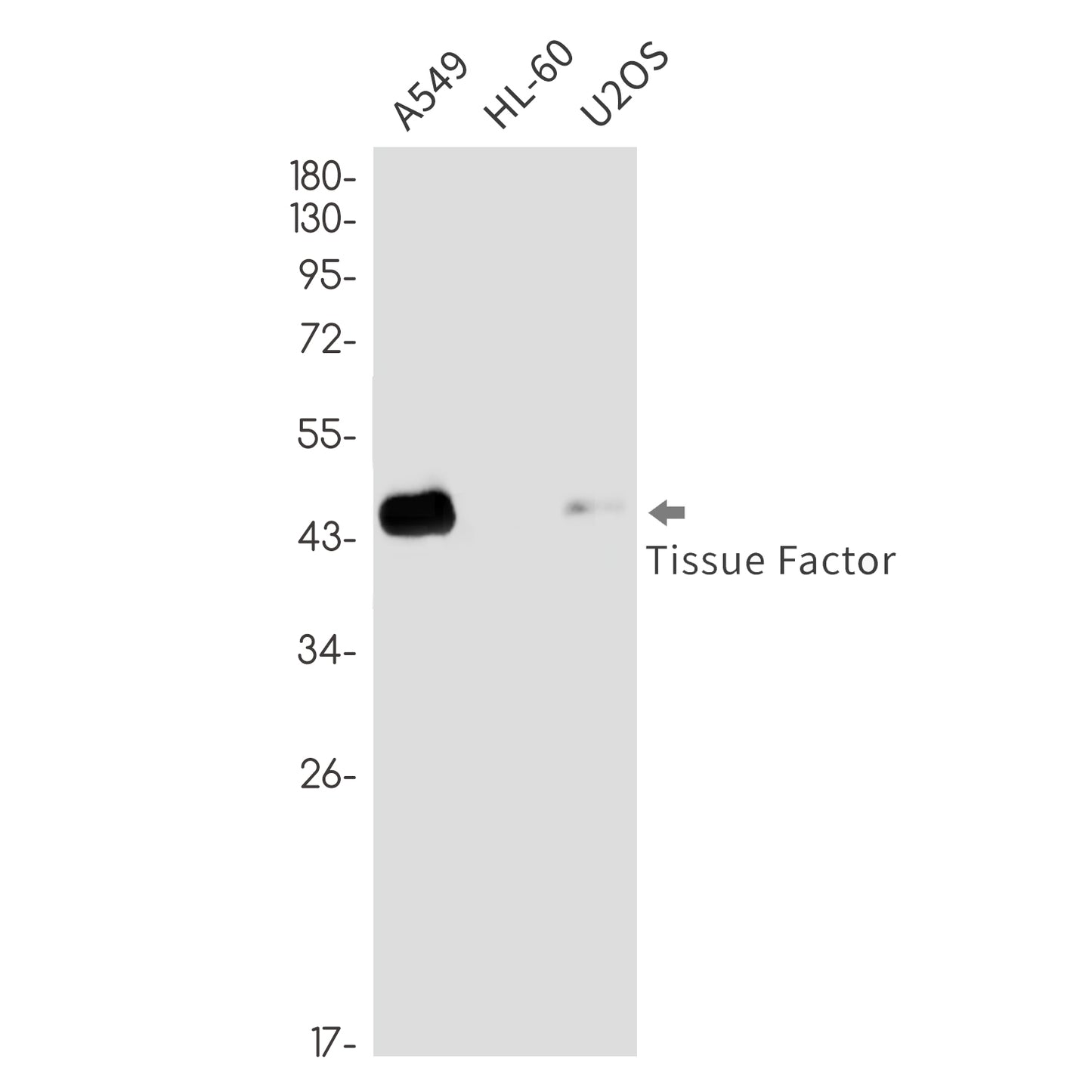 Tissue Factor Rabbit Monoclonal Antibody