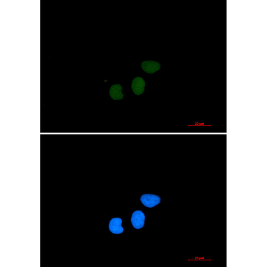 TPX2 Rabbit Monoclonal Antibody