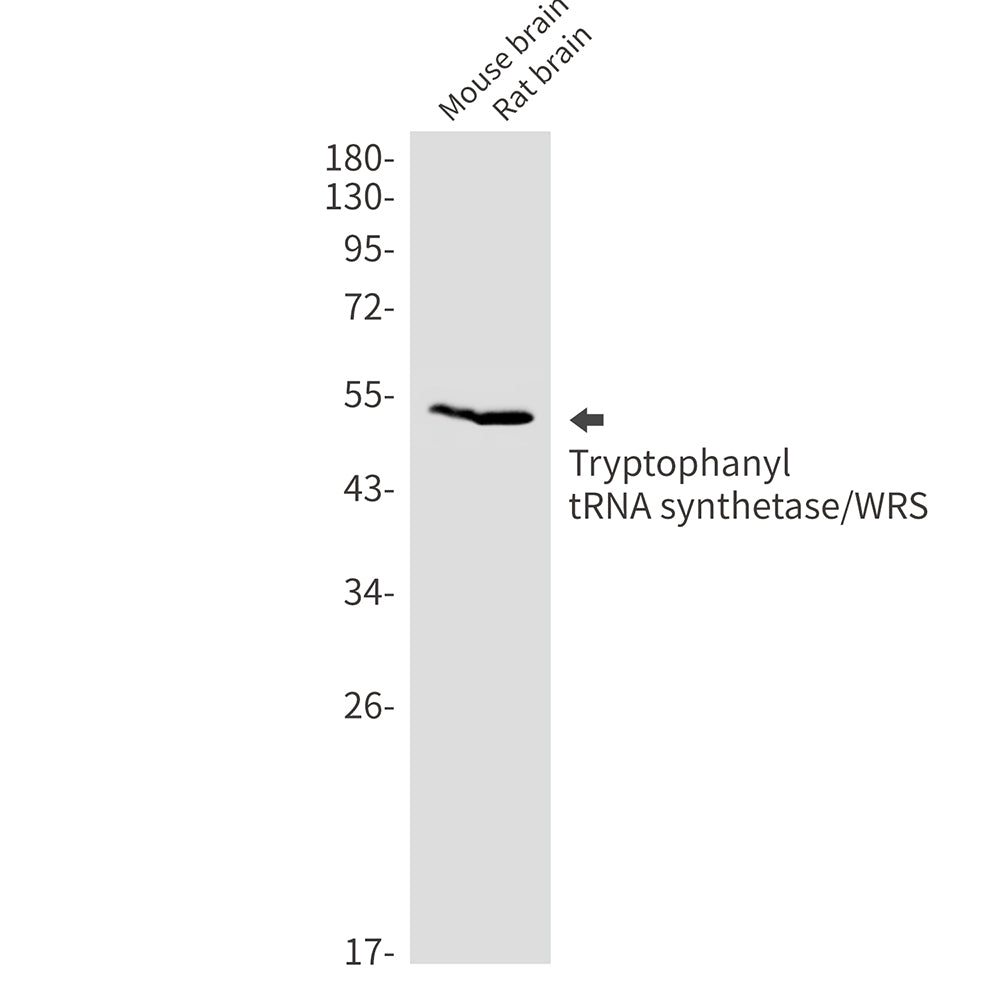Tryptophan tRNA Ligase Rabbit Monoclonal Antibody