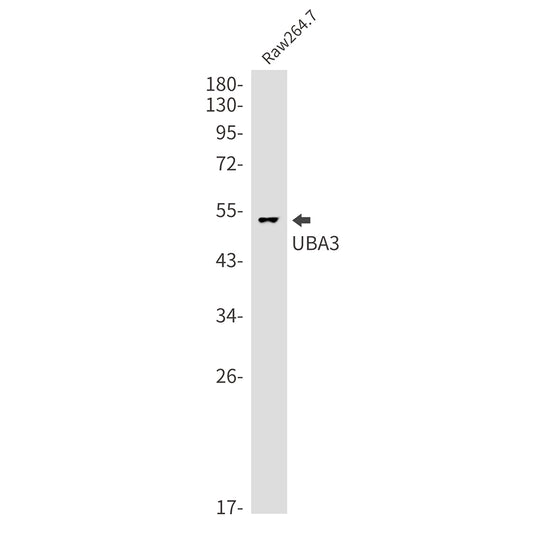 NEDD8 Activating Enzyme E1C Rabbit Monoclonal Antibody