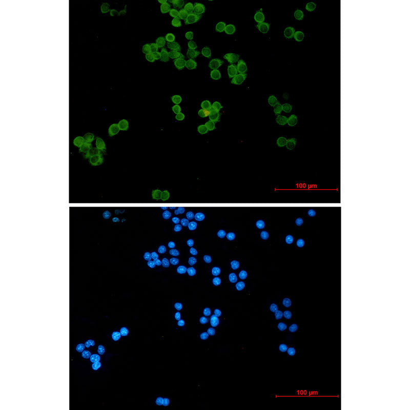 Ubiquitin Conjugating Enzyme E2 L3 Rabbit Monoclonal Antibody
