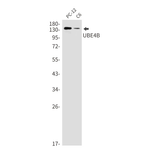Ubiquitin Conjugation Factor E4 B Rabbit Monoclonal Antibody
