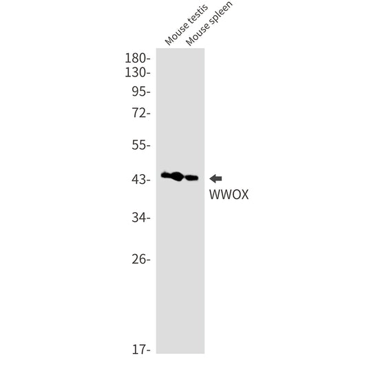 WWOX Rabbit Monoclonal Antibody