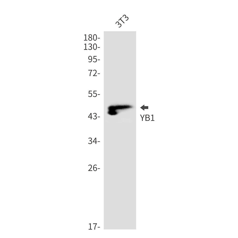 YB1 Rabbit Monoclonal Antibody