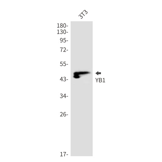 YB1 Rabbit Monoclonal Antibody