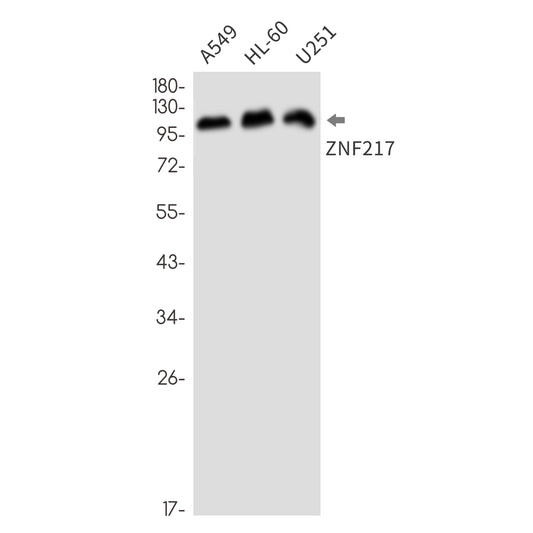 ZNF217 Rabbit Monoclonal Antibody