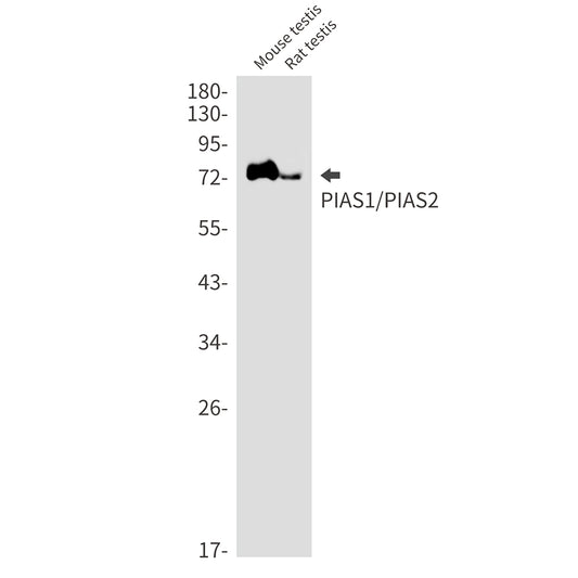 PIAS1/2 Rabbit Monoclonal Antibody