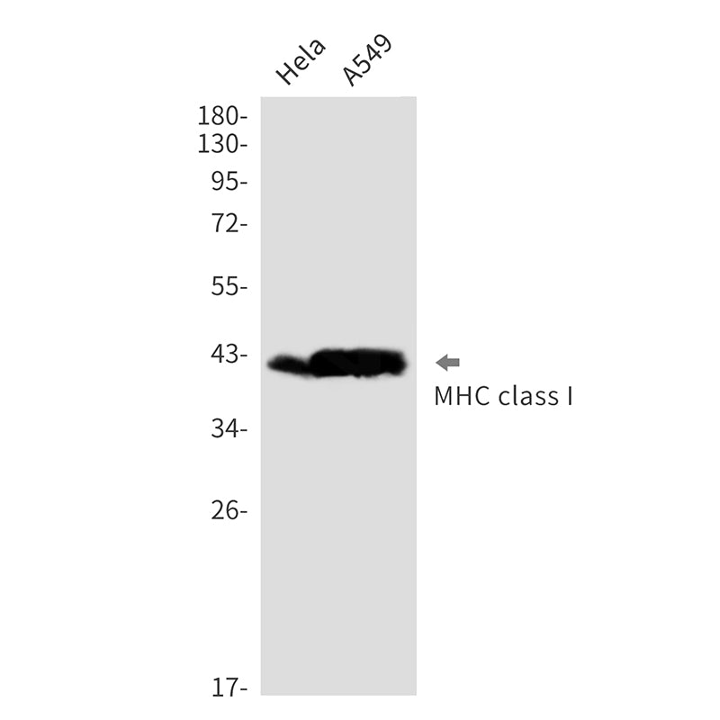 MHC Class I Rabbit Monoclonal Antibody