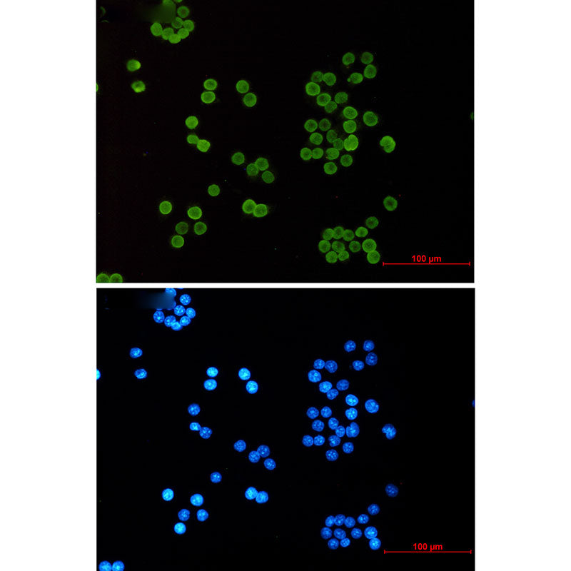 Acetyl-Histone H4 (Lys5) Rabbit Monoclonal Antibody