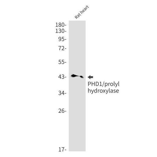 PHD1 Rabbit Monoclonal Antibody