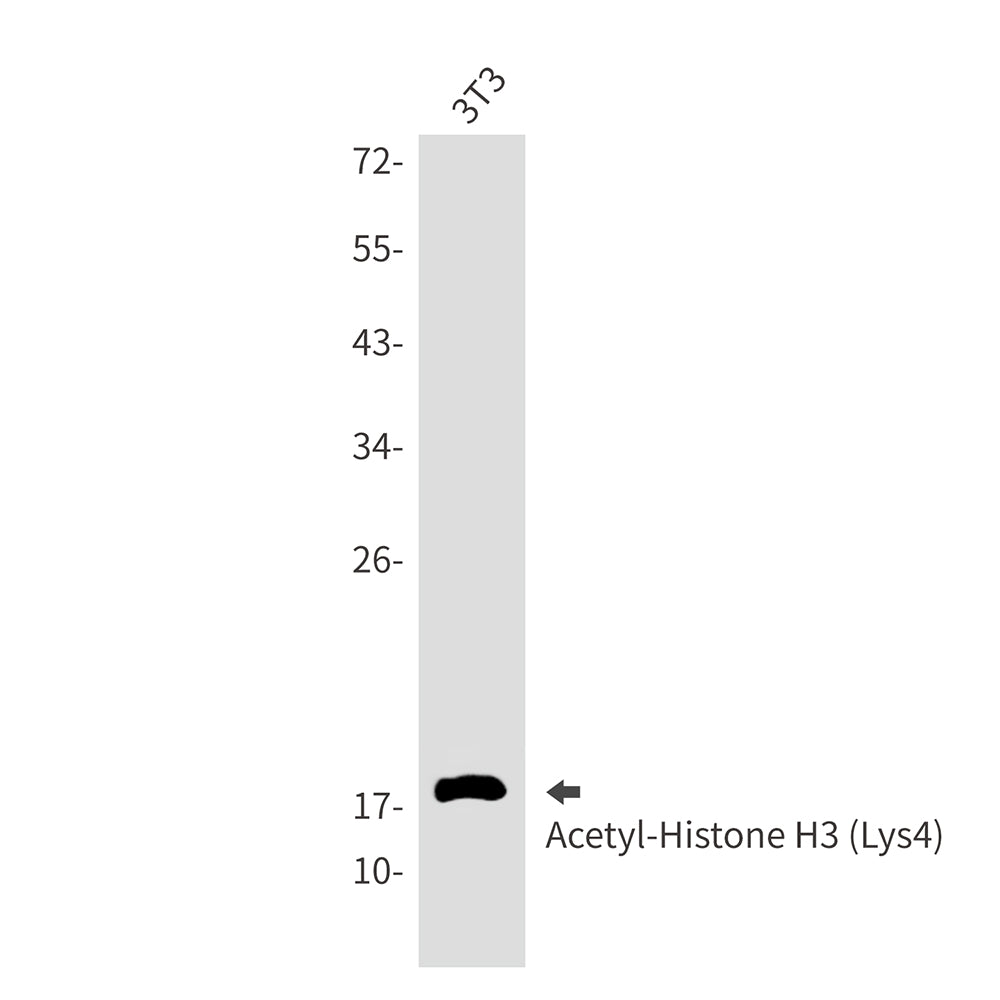 Acetyl-Histone H3 (Lys4) Rabbit Monoclonal Antibody