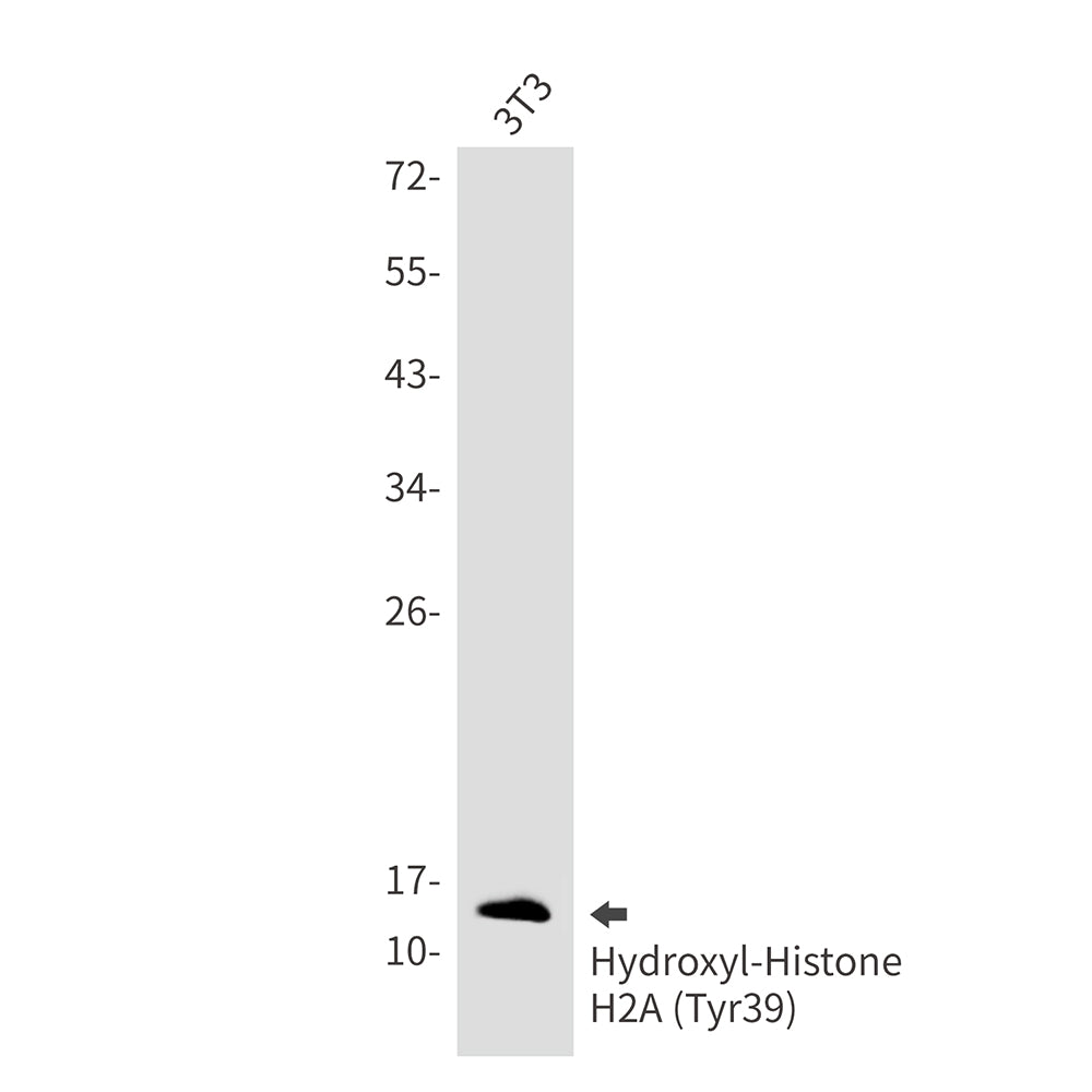Hydroxyl-Histone H2A (Tyr39) Rabbit Monoclonal Antibody