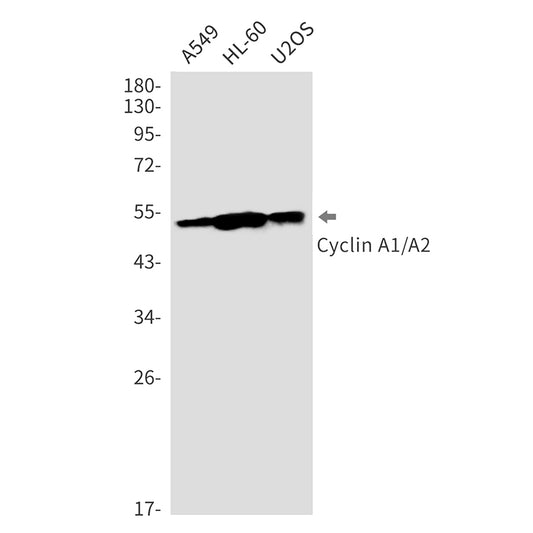 Cyclin A1/A2 Rabbit Monoclonal Antibody