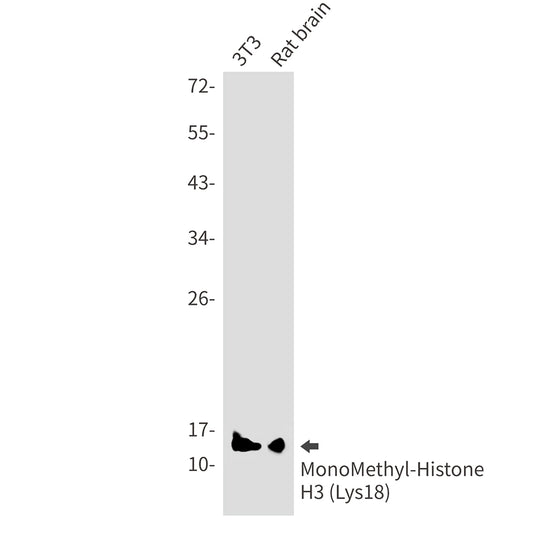 MonoMethyl-Histone H3 (Lys18) Rabbit Monoclonal Antibody