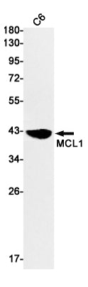MCL1 Rabbit Monoclonal Antibody