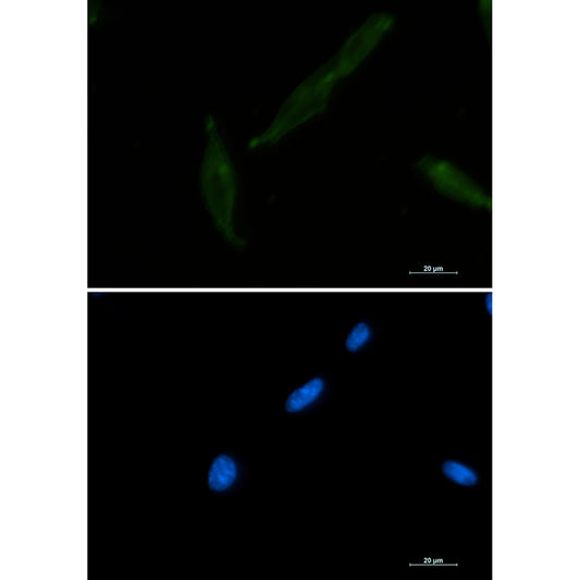 CD147 Rabbit Monoclonal Antibody